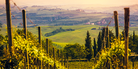 Vineyards in the Chianti region