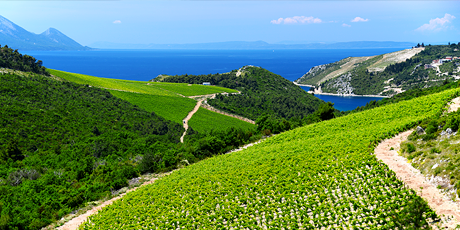 Vineyard in Dalmatia