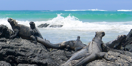 Marine iguanas, Isabela Island