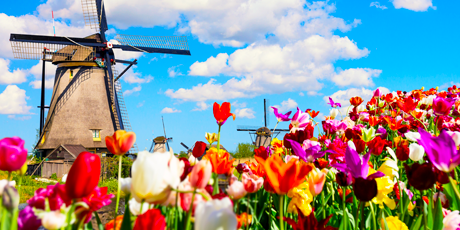 Windmill with tulips, Kinderdijk