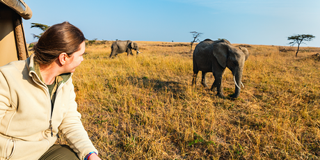 Observing elephants on safari