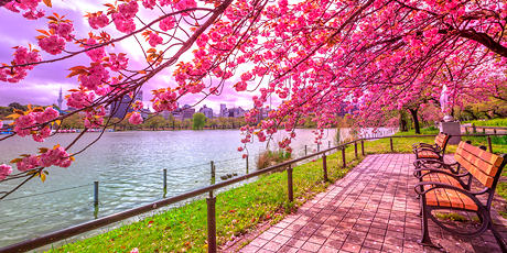 Cherry blossoms, Tokyo