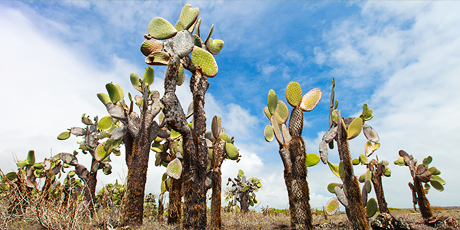 Prickly Pear Cactus Forest