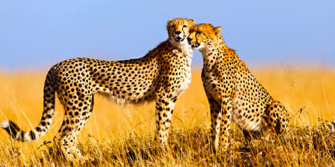 Best of Kenya & Tanzania Safari