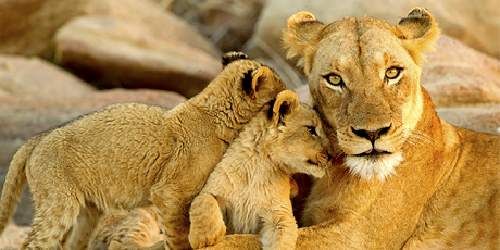 Lion family, Kruger National Park